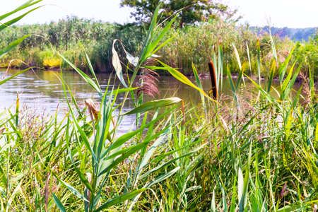 Nature landscape with lake and reed grass on foreground