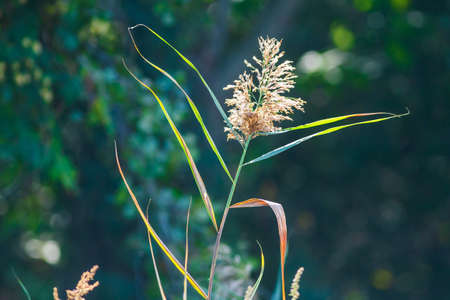 Phragmites grass closeup on dark backgroundの写真素材