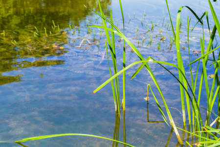 Nature landscape with lake and sedge grass on foregroundの写真素材