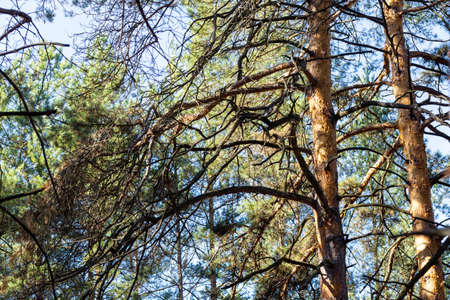 Pine tree branches on sky background