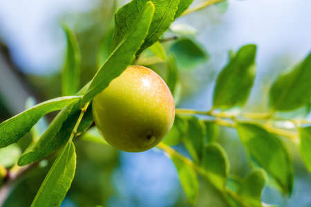 Ziziphus jujuba fruit and foliage closeup