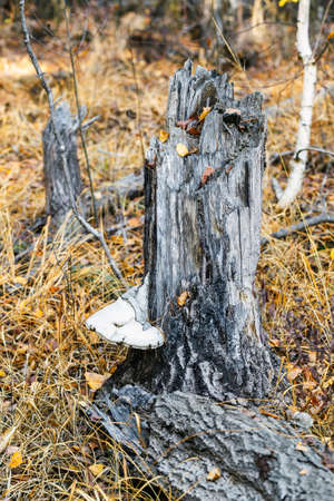 Tree mushroom on a stumpの写真素材
