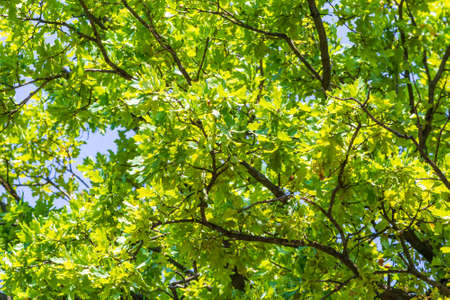 Oak branches foliage on sky background