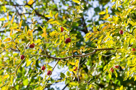 Ziziphus jujuba branch with the ripe fruits