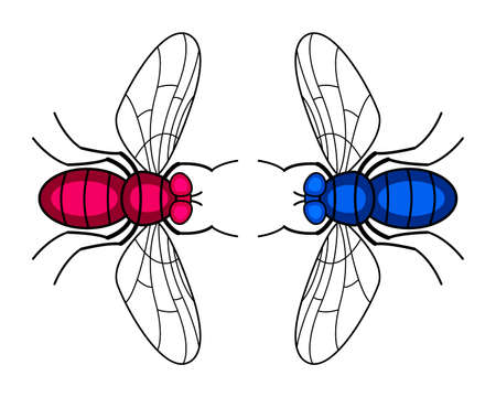 Illustration of the two fly insectsのイラスト素材