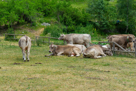 Photo of wild cows in Andorra.の写真素材