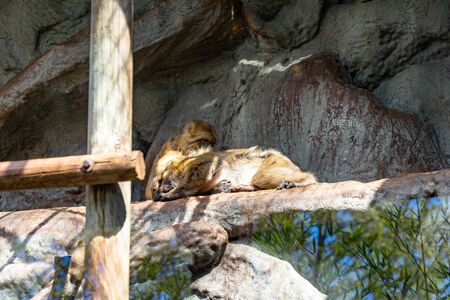 Barbary Macaque (Macaca sylvanus) in Barcelona Zoo.の写真素材