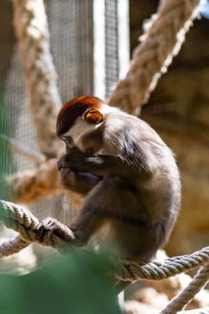 Red Capped Mangabey (Cercocebus torquatus) In Barcelona Zoo.の写真素材