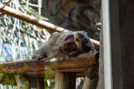 Barbary Macaque (Macaca sylvanus) in Barcelona Zoo.