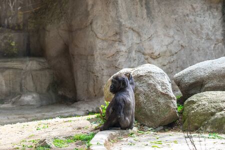 Western Lowland Gorilla in Barcelona Zoo.