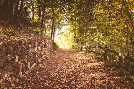 La Fageda d'en Jorda in Girona, Catalonia, Spainの写真素材