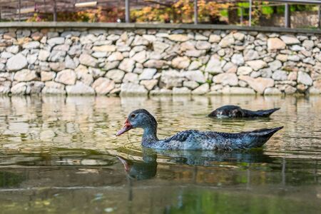 Can Mercader park in Cornella, Barcelona (Spain)の写真素材