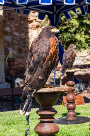 Raptor expo in Montblanc village on Tarragona, Catalonia, Spainのeditorial素材