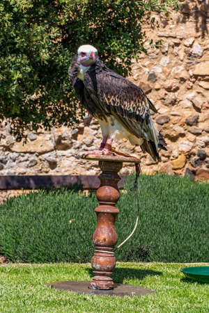 Raptor expo in Montblanc village on Tarragona, Catalonia, Spainのeditorial素材
