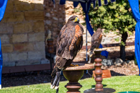 Raptor expo in Montblanc village on Tarragona, Catalonia, Spain
