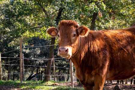 Cows grazing in the mountainsの写真素材