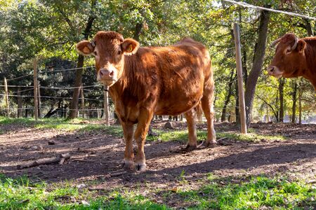 Cows grazing in the mountainsの写真素材