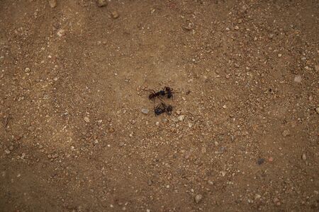 Ant on Marimurtra Botanical garden in Blanes, Catalonia.