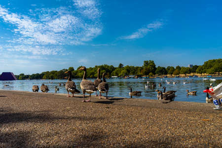 Lake Hyde Park in London, England, UK.のeditorial素材
