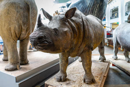 Natural History Museum in London, UK.のeditorial素材