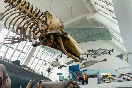 Natural History Museum in London, UK.のeditorial素材