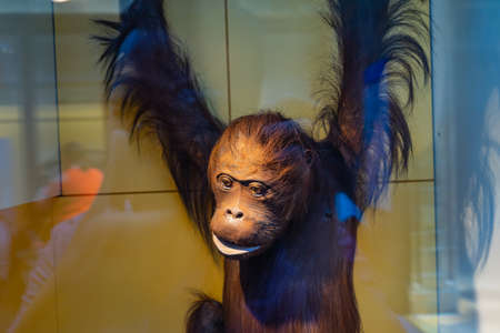 Natural History Museum in London, UK.のeditorial素材