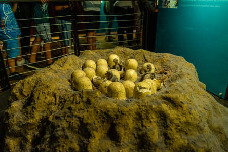 Natural History Museum in London, UK.のeditorial素材