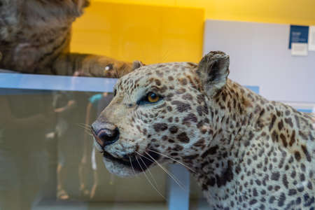 Natural History Museum in London, UK.のeditorial素材
