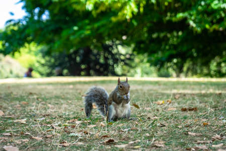Squirrel on Hyde Park in London, England, UK.のeditorial素材