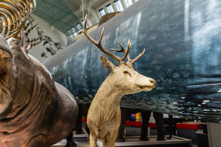 Natural History Museum in London, UK.のeditorial素材