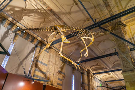 Natural History Museum in London, UK.のeditorial素材