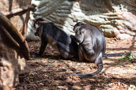Red Capped Mangabey (Cercocebus torquatus) In Barcelona Zoo.の写真素材