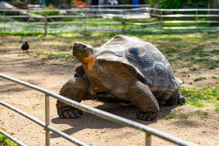 Galapagos tortoise (Chelonoidis nigra) In Barcelona Zoo.の写真素材