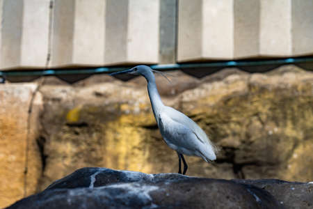 Little egret (Egretta garzetta) in zoo Barcelona.の写真素材