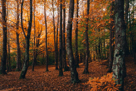 Montseny deep forest colorful autumn in Catalonia, Spain.