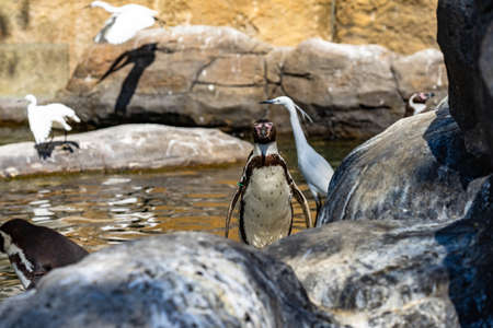 Humboldt penguin (Spheniscus humboldti) in Barcelona zoo.の写真素材