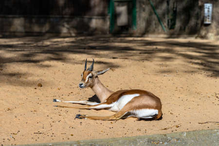 Saharian dorcas gazelle (Gazella dorcas osiris) in zoo Barcelona.の写真素材