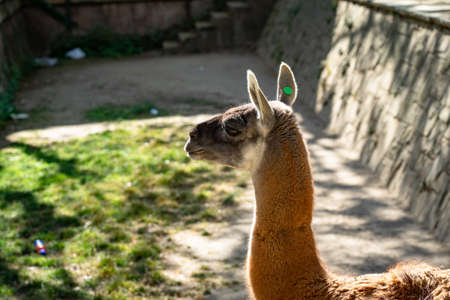 Guanaco (Lama guanicoe) in Barcelona Zoo.の写真素材