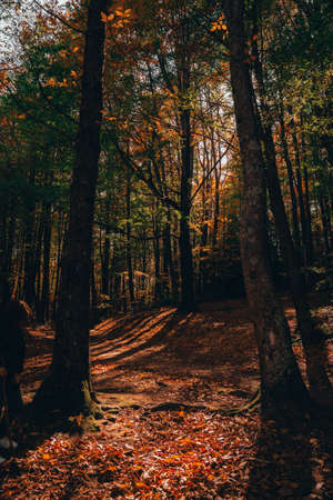 Montseny deep forest colorful autumn in Catalonia, Spain.の写真素材