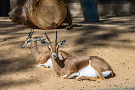 Saharian dorcas gazelle (Gazella dorcas osiris) in zoo Barcelona.の写真素材