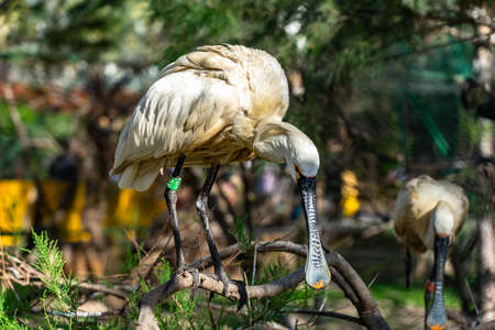 Eurasian spoonbill (Platalea leucorodia) in zoo Barcelona.の写真素材