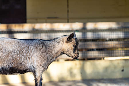 Goat (Capra aegagrus hircus) in zoo Barcelona.の写真素材