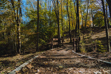 Montseny deep forest colorful autumn in Catalonia, Spain.の写真素材