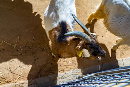Goat (Capra aegagrus hircus) in zoo Barcelona.のeditorial素材