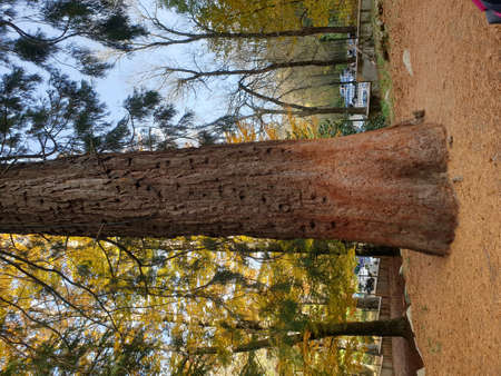 Montseny deep forest colorful autumn in Catalonia, Spainの写真素材