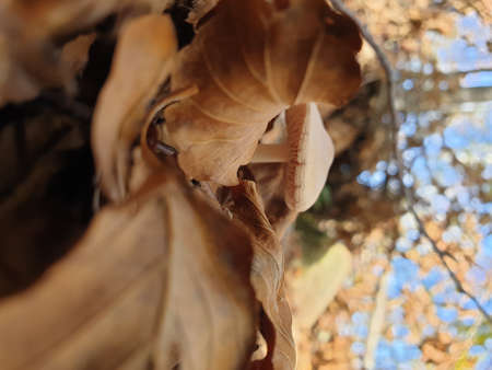Montseny deep forest colorful autumn in Catalonia, Spainの写真素材