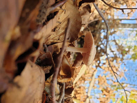 Montseny deep forest colorful autumn in Catalonia, Spainの写真素材