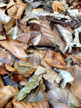 Montseny deep forest colorful autumn in Catalonia, Spainの写真素材