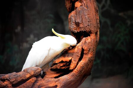 White Bird
