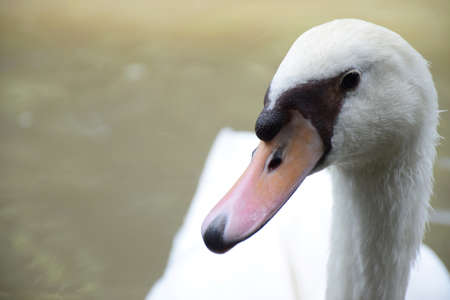 White Duckの写真素材